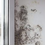 fungus wall near window black fungus covers white wall window (fileminimizer)